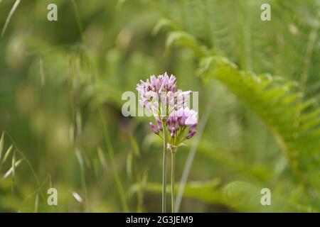 Rosy Garlic, Allium illyricum, growing in a spanish nature reserve, Andalucia, Spain. Stock Photo