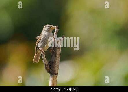Juvenile House sparrow, Passer domesticus on a branch. Spain. Stock Photo