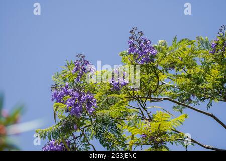 Blue Jacaranda (Jacaranda mimosifolia) flowers in top of tree, Andalusia, Spain. Stock Photo