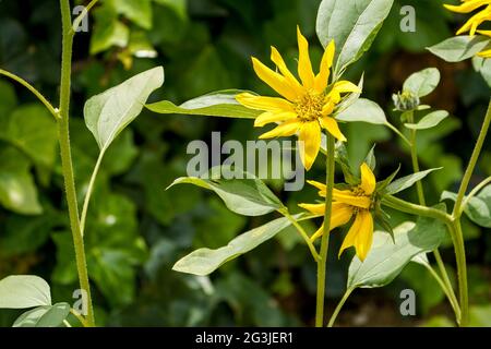 Wild Sunflowers, Jerusalem artichokes flowering in a garden. Spain. Stock Photo