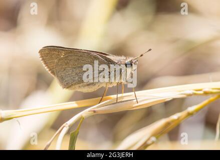 Gegenes nostrodamus, dingy swift butterfly, light pygmy skipper butterfly, Mediterranean skipper butterfly, Mijas, Andalusia, Spain Stock Photo