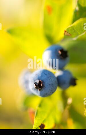 Maine Wild Blueberries on bush, Wyman's, Cherryfield, Maine Stock Photo
