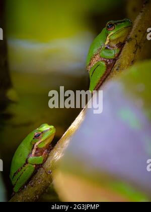 Eastern Sedge Frogs at Mt Coot-Tha Library 