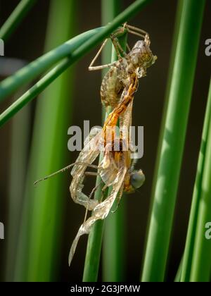 Dragonfly emerging at Mt Coot-Tha Library 