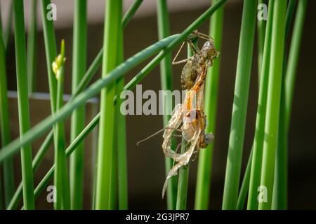Dragonfly emerging at Mt Coot-Tha Library 