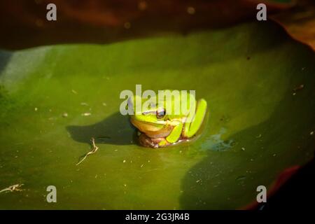 Eastern Sedge Frogs at Mt Coot-Tha Library 