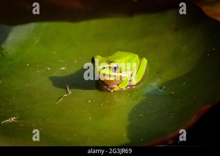 Eastern Sedge Frogs at Mt Coot-Tha Library 