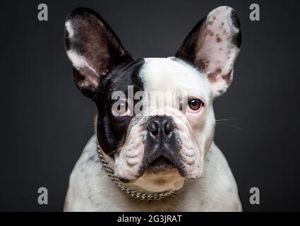 French bulldog on grey Stock Photo