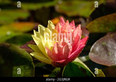 Water Lilies at Mt Coot-Tha Library 