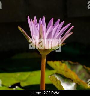Water Lilies at Mt Coot-Tha Library 