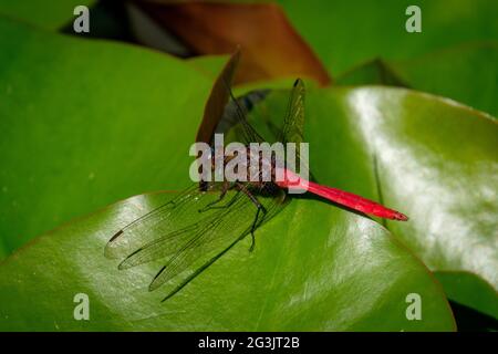 Dragonfly at Mt Coot-Tha Library 