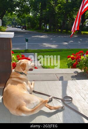 An Americana view of a yellow dog on a front porch with a flag and red geraniums. Stock Photo