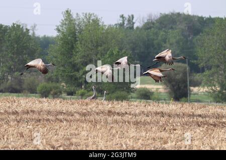 A flock of sandhill cranes in flight Stock Photo