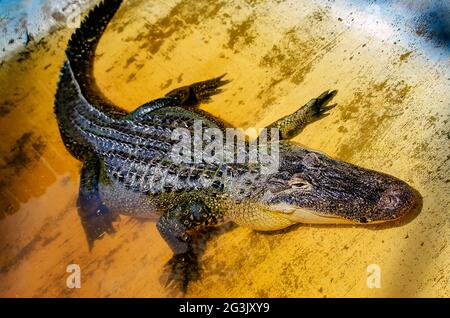 A young female American alligator rests in a pen at Gulf Coast Gator Ranch and Tours, June 12, 2021, in Moss Point, Mississippi. Stock Photo