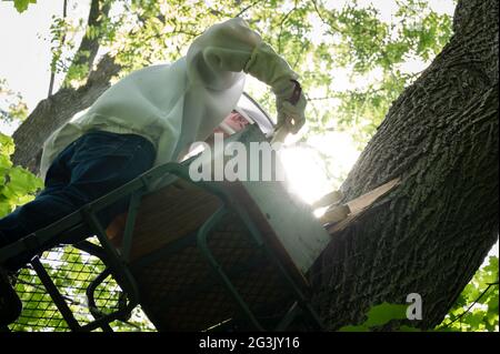 Beekeeper Checking Honey Bees in Swarm Trap Stock Photo