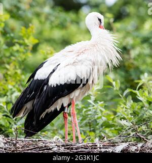 Two adult storks Stock Photo