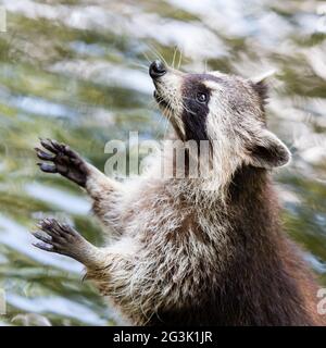 Adult raccoon begging Stock Photo