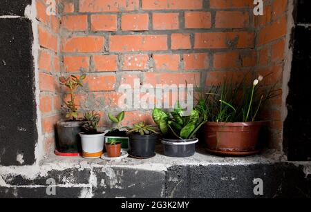 Pots of plants near wall Stock Photo