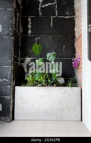 Big pot of plants near wall Stock Photo