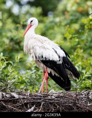 Two adult storks Stock Photo