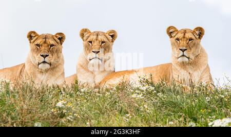 Three female lions Stock Photo