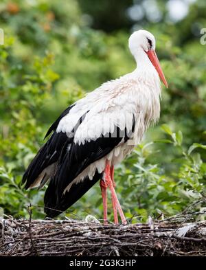 Two adult storks Stock Photo