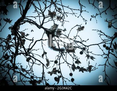 Squirrel eating in a tree Stock Photo