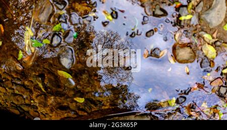 Branches of trees reflected in puddle with fallen leaves and pebbles, selective focus, autumn colours background texture Stock Photo
