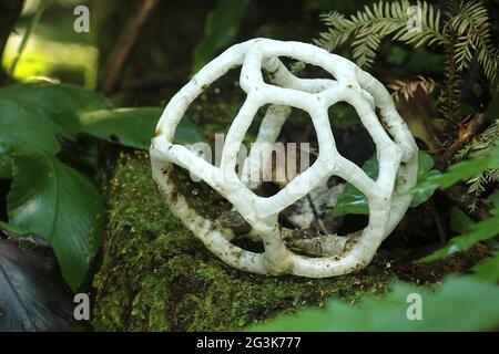 White basket fungus (Ileodictyon cibarium) Stock Photo