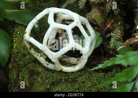 White basket fungus (Ileodictyon cibarium) Stock Photo