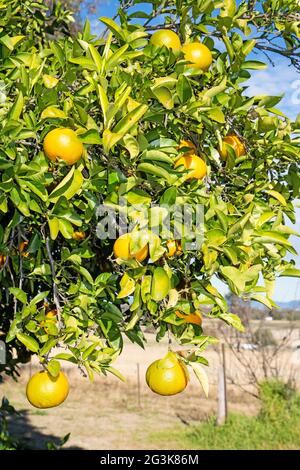 Seville oranges, Citrus aurantium, growing on a tree in Australia. Stock Photo