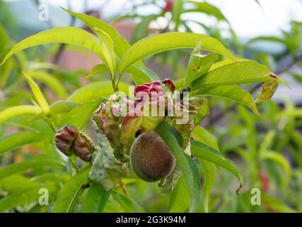 Peach leaf curl. Fruit tree infected with Taphrina deformans in the early summer. Fungus and plant pathogen. Stock Photo