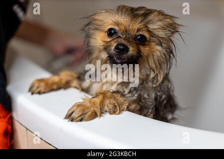 Pomeranian puppy taking a shower in bathroom Stock Photo