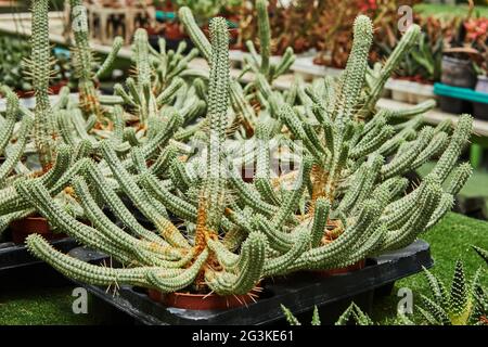 Large selection of potted cacti in stands Stock Photo