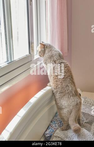 British shorthair gray cat looks out the window at the street from the house on the bed Stock Photo