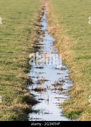 Ditch and meadows in waterland Friesland, selective focus Stock Photo