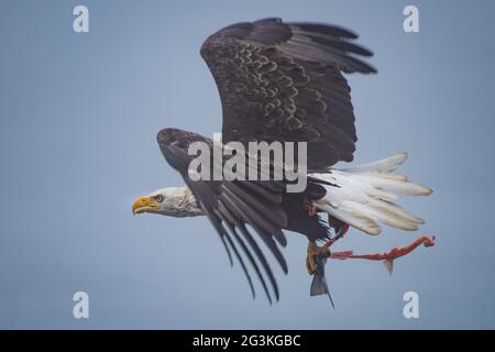 Flying eagle with salmon Stock Photo