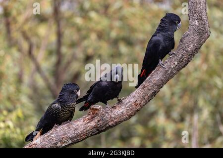 Male and Female Red-tailed Black Cockatoo's resting on tree branch Stock Photo