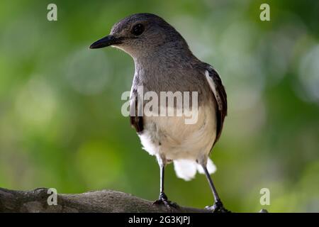 Beautiful Indian Oriental magpie Robin female bird sit on a branch of tree and looking for his food Stock Photo