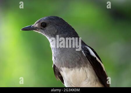 Oriental magpie Robin female bird Stock Photo