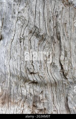 Well weathered silver driftwood showing grain and texture Stock Photo