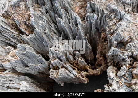 Well weathered silver driftwood showing grain and texture Stock Photo