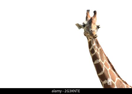 Giraffe on white Stock Photo