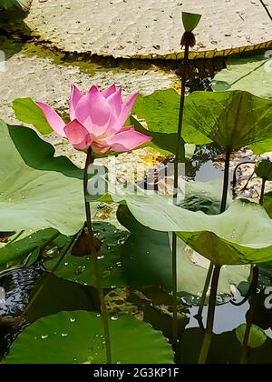 Pink Lotus Inside Presidential Palace of Bogor Botanical Garden, Indonesia Stock Photo