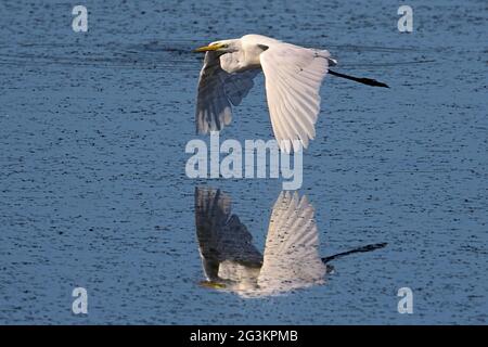 Great egret flying over a pond with reflection Stock Photo