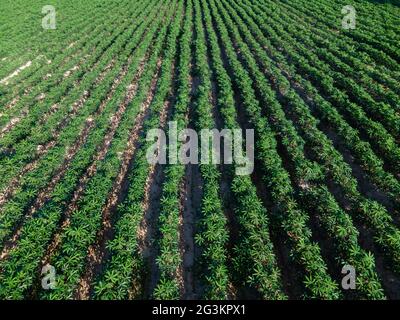 Aerial view of row of cassava tree in field. Growing cassava, young shoots growing. The cassava is the tropical food plant, it is a cash crop in Thail Stock Photo