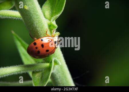 Orange spotted ladybug or ladybird crawling on green leafy plant stem Stock Photo