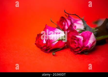 three pink and white roses on a red background. Stock Photo