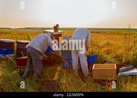 Beekeepers are taking out the honeycomb on wooden frame to extract honey from bee hives, harvest. Stock Photo