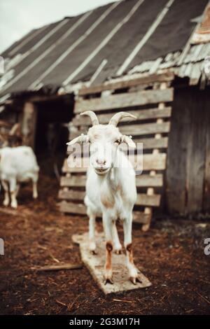 Goat standing in front of the barn Stock Photo